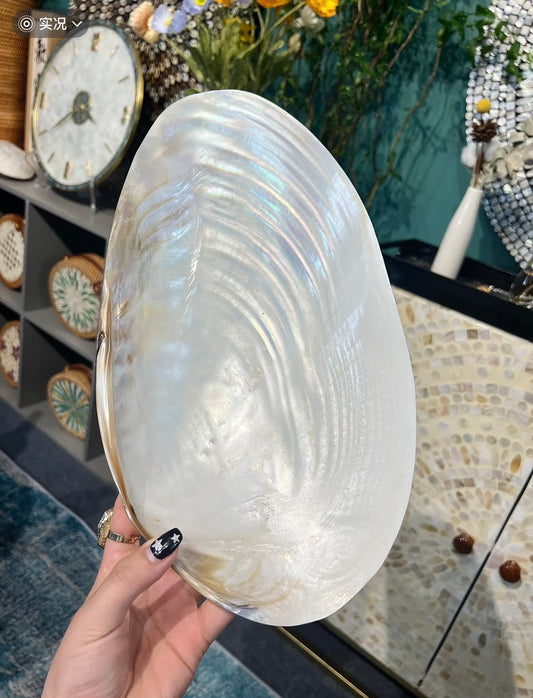 Pearl Shell Fruit Plate - Photo Prop & Jewelry Tray | Large Clam Shell Craft